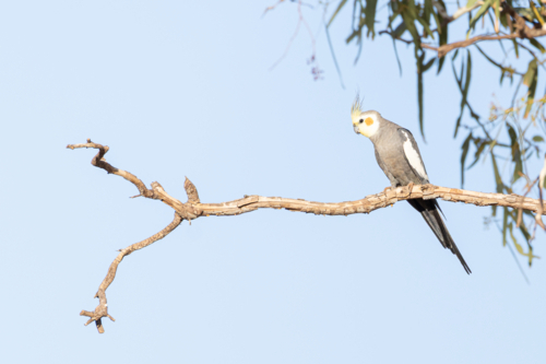 Cockatiel (Nymphicus hollandicus) perched on twisted branch under clear sky - Australian Stock Image