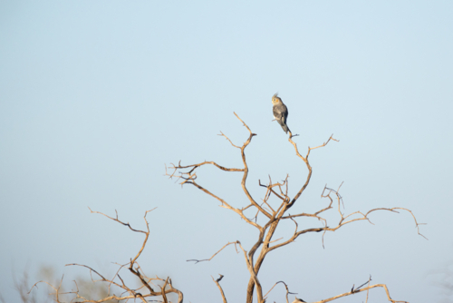 Cockatiel (Nymphicus hollandicus) resting on bare branches against blue sky - Australian Stock Image