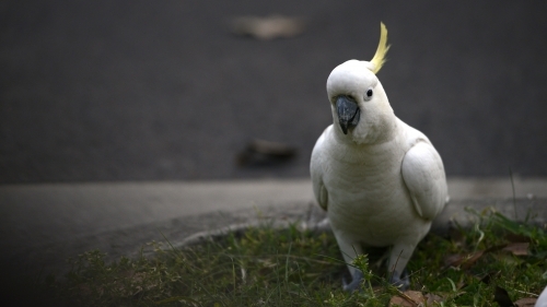 Cockatoo close up with copy space