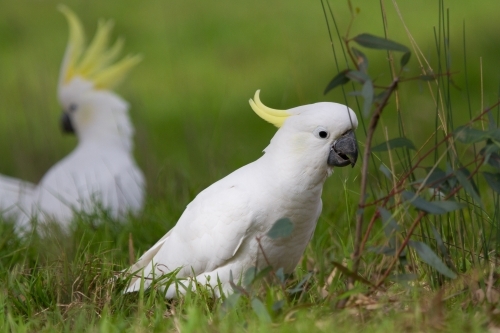 Cockatoo Feeding on the Ground - Australian Stock Image