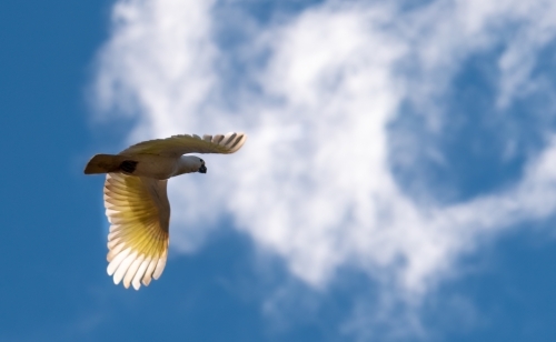 Cockatoo flying in the sky