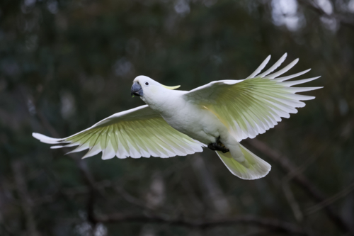 Cockatoo in Flight - Australian Stock Image