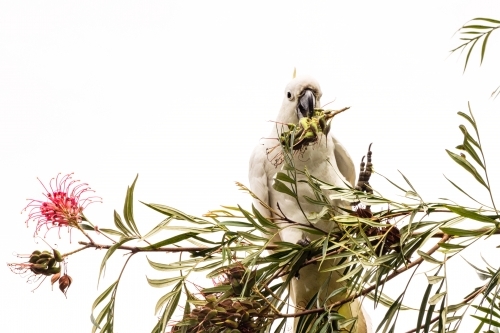 cockatoo on grevillea bush