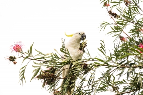 cockatoo on grevillea bush