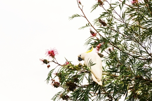 cockatoo on native shrub