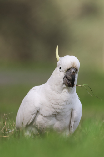 Cockatoo on the Ground - Australian Stock Image