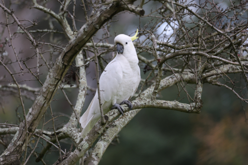 Cockatoo Perched in a Tree - Australian Stock Image