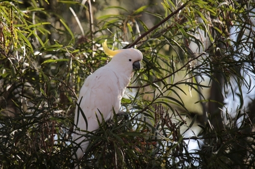 Cockatoo perched in a tree in the morning - Australian Stock Image