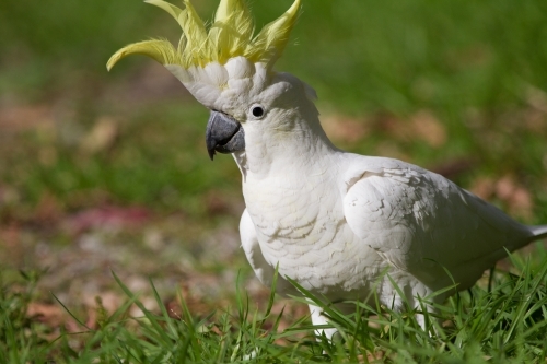 Cockatoo Showing off it's Crest - Australian Stock Image