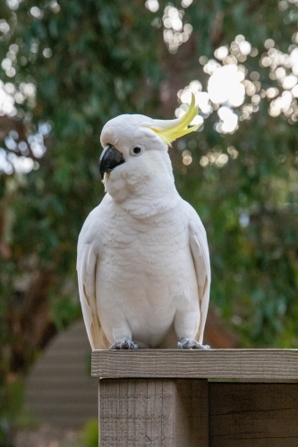 Cockatoo sitting on timber rail