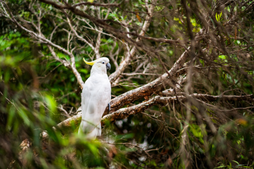 Cockatoo stands on a branch in the trees, surrounded by leaves and natural light in a bushland area - Australian Stock Image