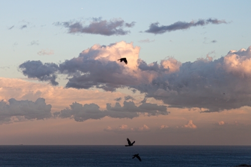 Cockatoos at sunset - Australian Stock Image