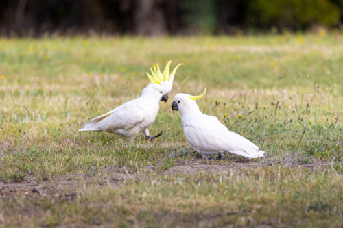 Cockatoos eating from grassy parklands - Australian Stock Image