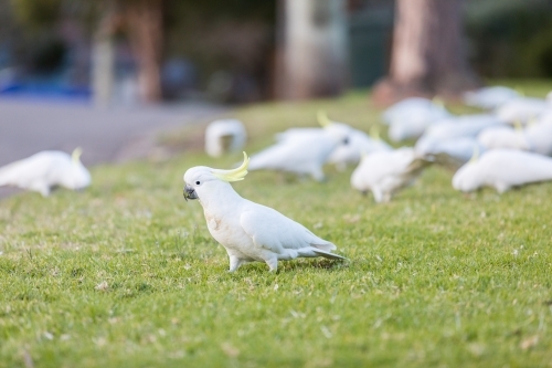 Cockatoos eating from the grassy council strip - Australian Stock Image