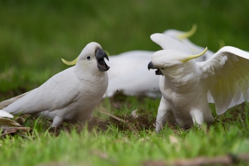 Cockatoos Having an Argument