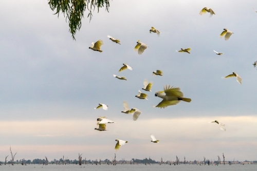 Cockatoos in flight over lake