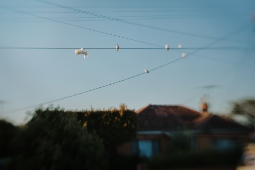 Cockatoos on power line - Australian Stock Image