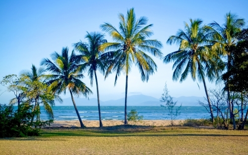coconut trees by the beach with some mountain ranges on the horizon - Australian Stock Image