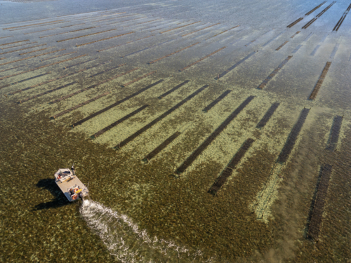 Coffin Bay oyster farm from air - Australian Stock Image