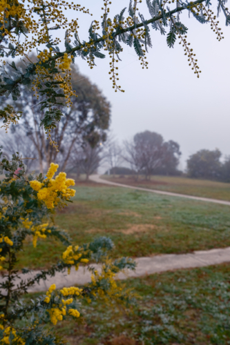 Cold Foggy Morning with Wattle Flowers - Australian Stock Image