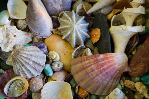 Collection of different shells - Australian Stock Image