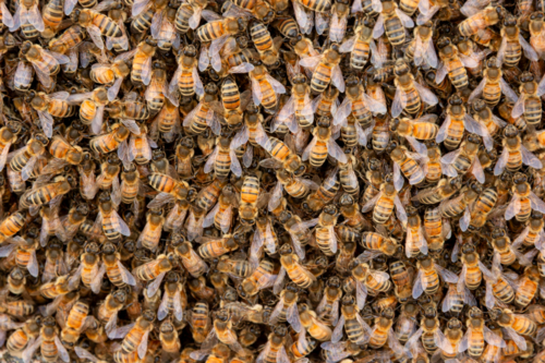 Colony of bees - Australian Stock Image