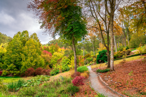 Colourful and peaceful autumn scene in the park with a pathway between trees - Australian Stock Image