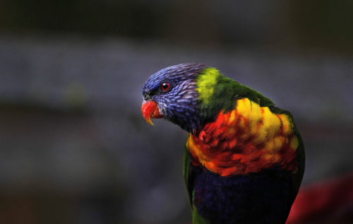 Colourful bird profile, Lorikeet - Australian Stock Image