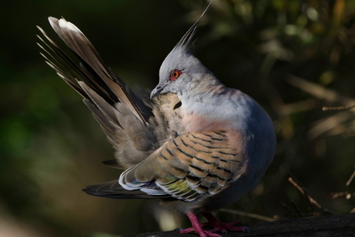 Colourful crested pigeon profile - Australian Stock Image