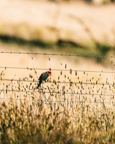 Colourful Eastern Rosella perched on wire fence - Australian Stock Image