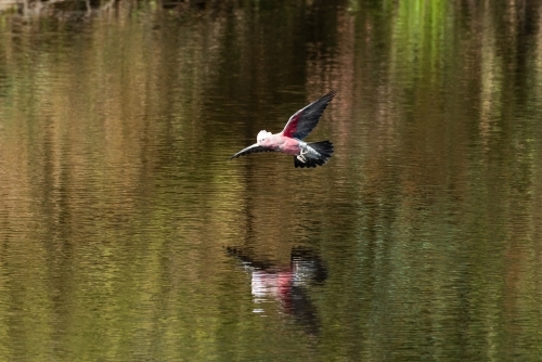 Colourful Galah flying low over water with reflections