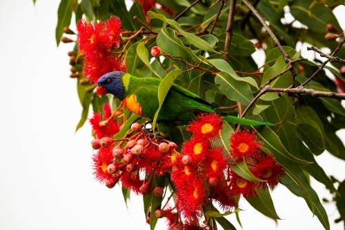 Colourful Rainbow Lorrikeet amongst brilliant red flowering gum blossom and white background - Australian Stock Image