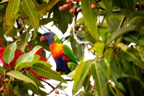Colourful Rainbow Lorrikeet in a red flowering gum tree - Australian Stock Image