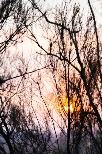 Colourful smokey sky with silhouetted branches - Australian Stock Image