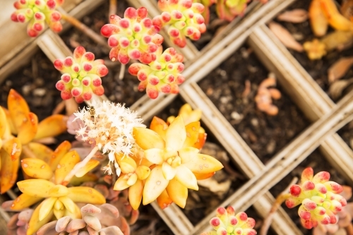 Colourful succulents in box from above - Australian Stock Image