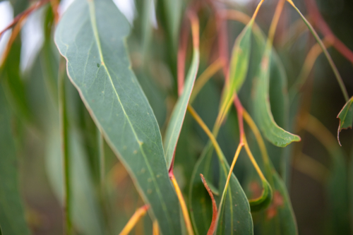 Colours of a eucalypt tree - Australian Stock Image