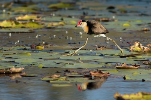 Comb-crested jacana walking across water lilies