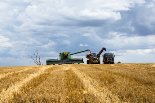 Combine Harvester, chase bin and truck during wheat harvest racing a storm