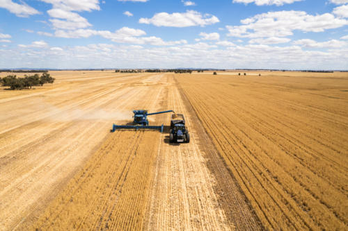 Combine harvester loading grains into the tractor on the field - Australian Stock Image