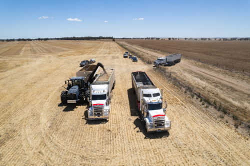 Combine harvester loading grains into transport trucks - Australian Stock Image