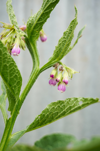 Comfrey in bloom - Australian Stock Image