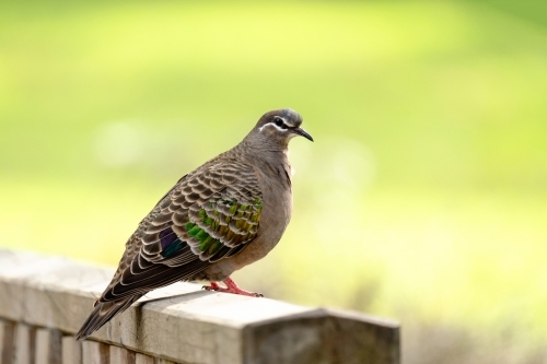 Common bronzewing perched on fence - Australian Stock Image