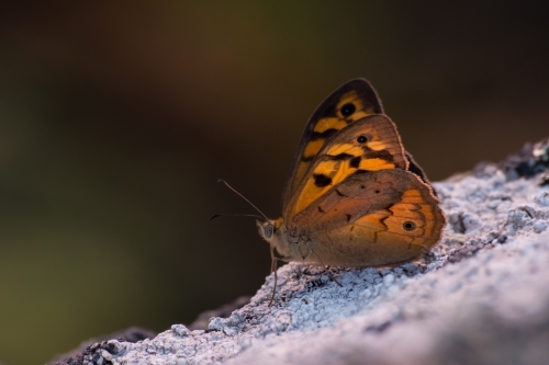 Common brown butterfly