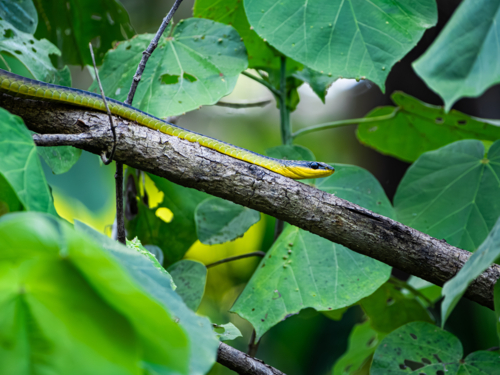 Common green tree snake on a branch - Australian Stock Image