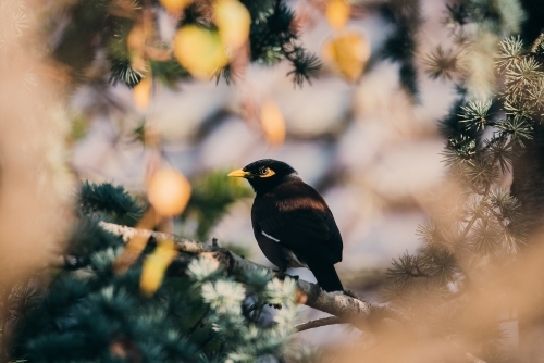 Common Myna (Indian myna) in tree - Australian Stock Image