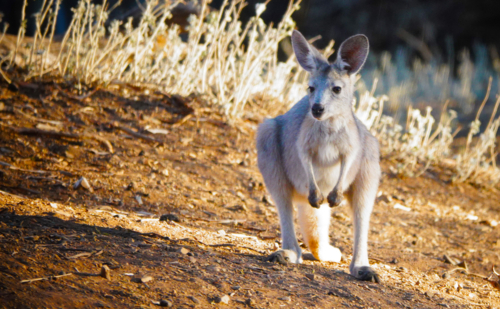 Common Wallaroo - Australian Stock Image