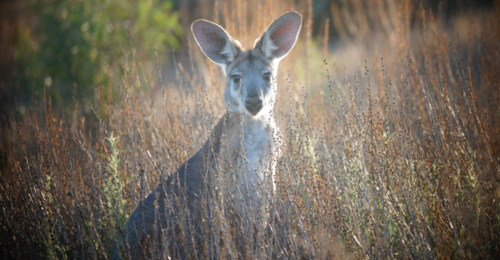 Common Wallaroo - Australian Stock Image
