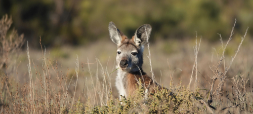 Common Wallaroo - Australian Stock Image