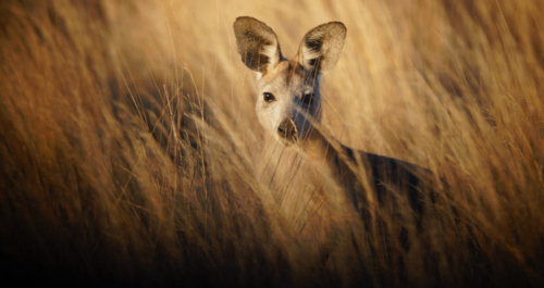 Common Wallaroo - Australian Stock Image