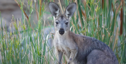 Common Wallaroo - Australian Stock Image